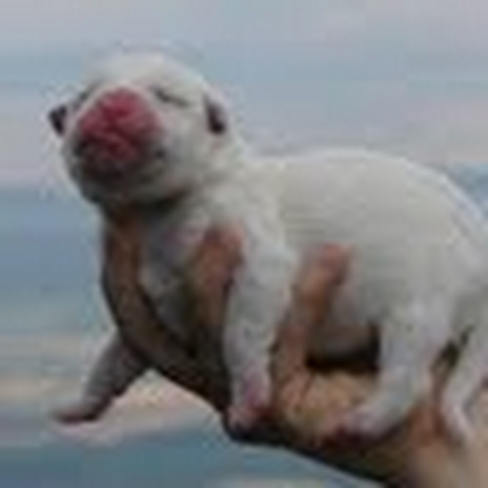 Meet your Posher, Ilana